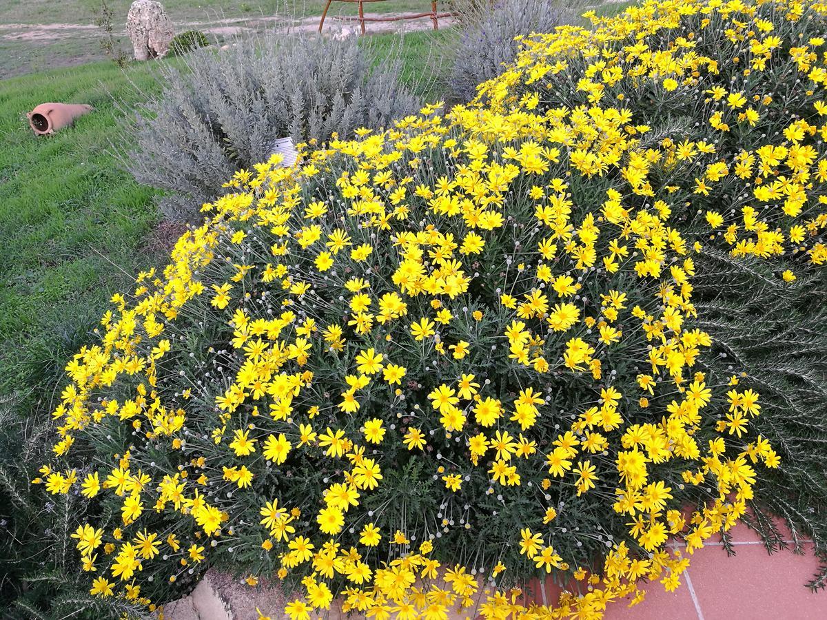 Country House Vignola Mare Aglientu Exterior foto